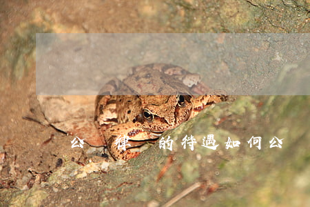 公職律師的待遇如何(公職律師的待遇如何)