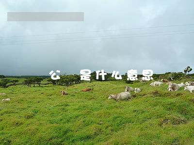 公訴是什么意思