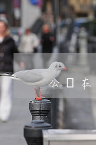 公證在擔(dān)保法中的效力