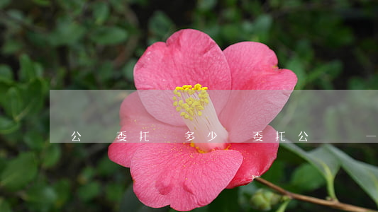 公證委托書多少錢(委托公證書一般多少錢)