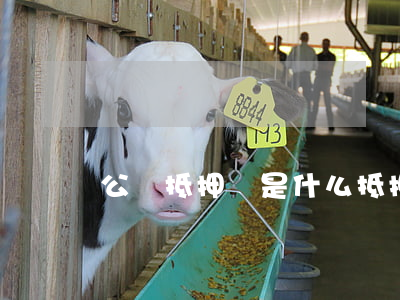 公證抵押費是什么(抵押公證費是多少)