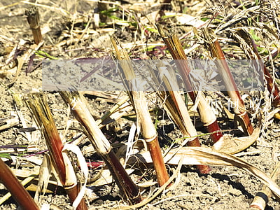 公證處立遺囑如何收費,公證處立遺囑怎么收費 公證處立遺囑如何收費,公證處立遺囑怎么收費
