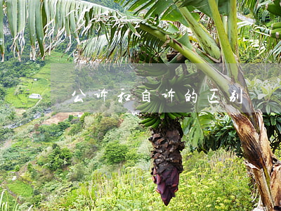 公诉和自诉的区别
