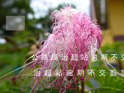 公路局治超站逾期不交罰款怎么辦-公路局治超站逾期不交罰款怎么辦理