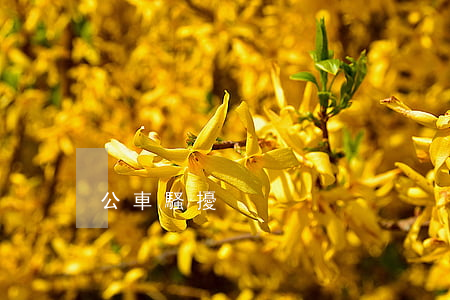 公車騷擾 公車騷擾