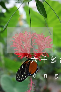 六千多網(wǎng)貸逾期的后果(網(wǎng)貸逾期六千左右嚴重嗎)