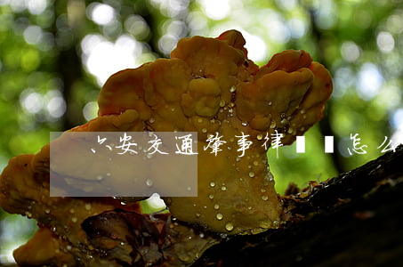 六安交通肇事律師費怎么算