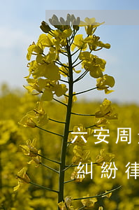 六安周邊撫養(yǎng)權(quán)糾紛律師收費(fèi)(六安律師咨詢(xún)電話多少?)