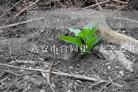六安市合同律師怎么委托(安徽省六安市律師)