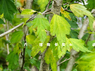 六張信用卡欠6萬無逾期(信用卡欠款6萬)
