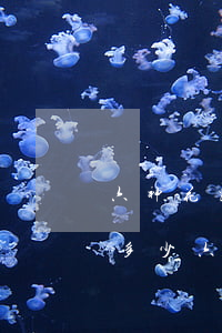 六神花露水侵權(quán)案最少的賠付多少(六神花露水會(huì)中毒嗎)