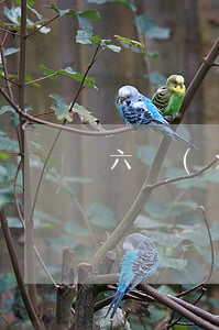 六險(xiǎn)二金包括什么