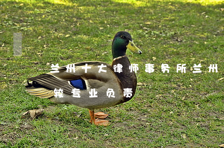 兰州十大律师事务所(兰州哪家律师事务所比较专业负责)