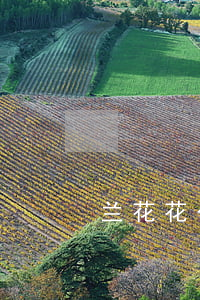 兰花花公寓五期逾期(兰花花公寓四期五期)