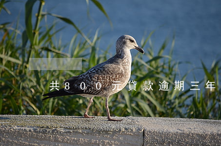 共800元貸款逾期三年
