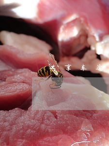 共享车逾期后守约上黑户吗