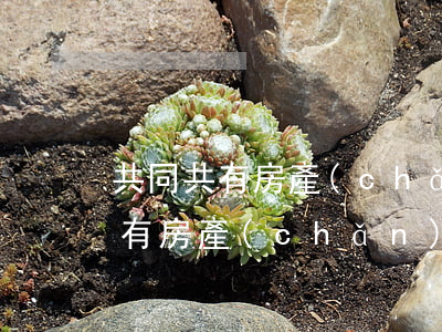 共同共有房產(chǎn)怎么繼承(共同共有房產(chǎn) 如何繼承)