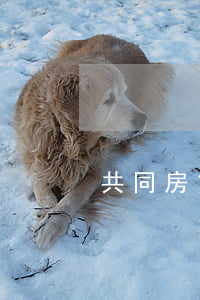 共同房貸逾期離婚(房貸連續(xù)逾期)