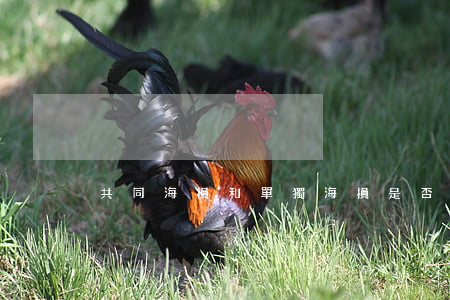共同海損和單獨海損是否一樣