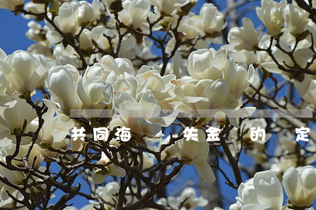 共同海損損失金額的確定
