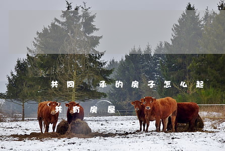 共同繼承的房子怎么起訴分割(法院起訴分割共有房屋)
