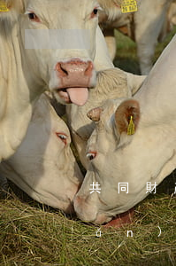 共同財產(chǎn)提起代位析產(chǎn)訴訟