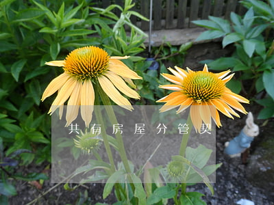 共有房屋分管契約書