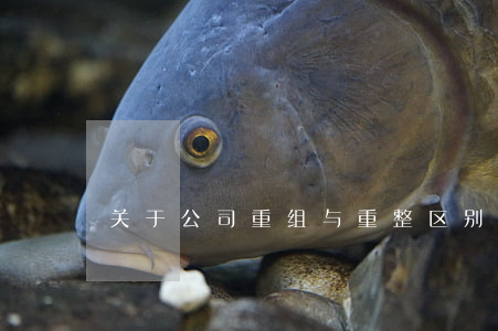 关于公司重组与重整区别