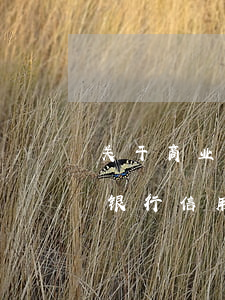关于商业银行信用卡的法律法规-关于商业银行信用卡的法律法规有哪些
