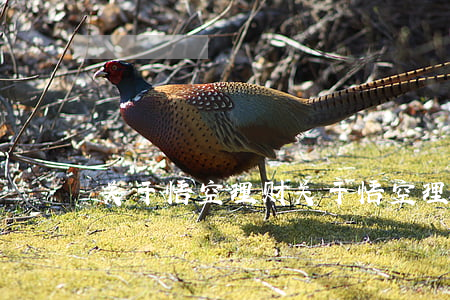 关于悟空理财(关于悟空理财的最新消息)