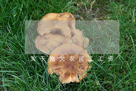 关于拖欠农民工工资
