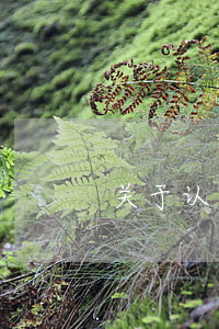 关于认罪认罚这个事！