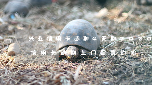 兴业信用卡逾期4天期 2020年兴业银行信用卡逾期上门是真的吗