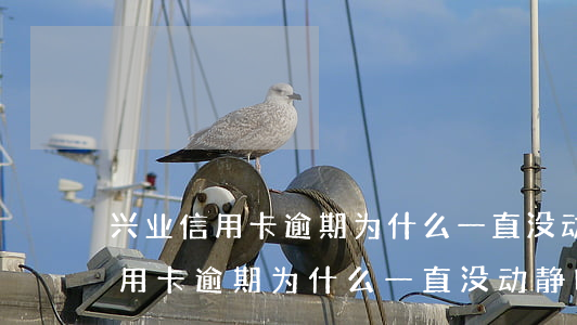 兴业信用卡逾期为什么一直没动静-兴业信用卡逾期为什么一直没动静呢