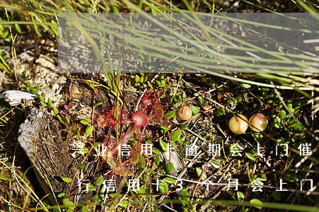 兴业信用卡逾期会上门催还款吗(拖欠兴业银行信用卡3个月会上门要吗)