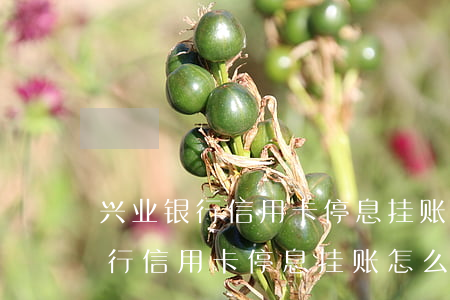 兴业银行信用卡停息挂账怎么办理-兴业银行信用卡停息挂账怎么办理的