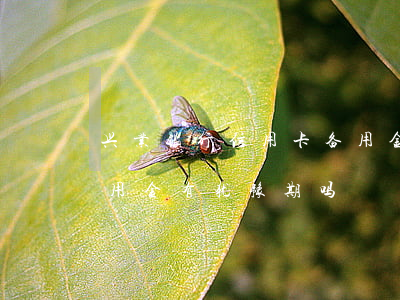 兴业银行信用卡备用金逾期一天(兴业银行备用金有犹豫期吗)