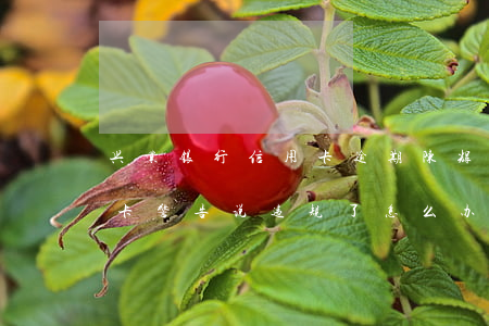 兴业银行信用卡逾期陈辉军(被兴业银行信用卡警告说违规了,怎么办)
