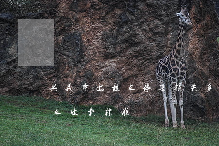 兴义市出租车停运损失多少钱一天(兴义出租车收费标准)