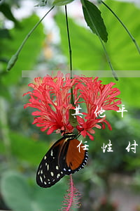 其他平臺逾期任性付提現(xiàn)失敗(任性付逾期了)