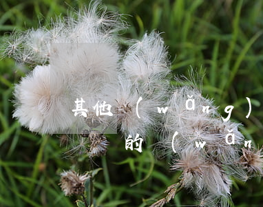 其他網(wǎng)貸有逾期會影響分期樂嗎(別的網(wǎng)貸逾期了影響其他嗎)