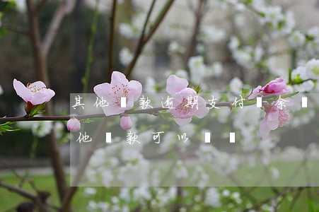 其他貸款逾期支付寶余額寶(支付寶逾期了其他貸款可以貸嗎)