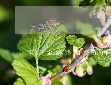其它金融逾期京东白条能借吗