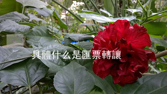 具體什么是匯票轉讓