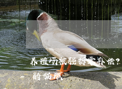 养殖场被强拆零补偿？带你看养殖场拆迁中的猫腻！