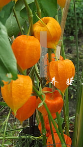 养猪政策2019新政策