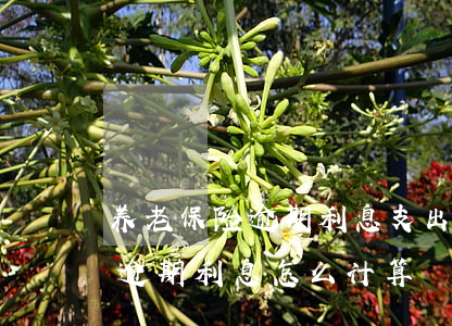 养老保险逾期利息支出会计分录-养老保险逾期利息怎么计算