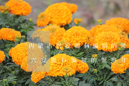 内蒙古兴安盟有编制的警察年薪多少(内蒙古兴安盟有编制的警察年薪多少)