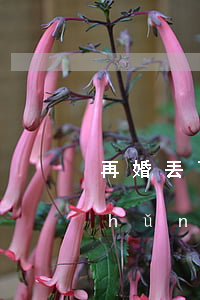 再婚丟了離婚協(xié)議辦不了準(zhǔn)生證(離婚后再婚如何再辦準(zhǔn)生證)