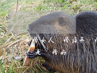 再婚女人離婚后再復婚的好處(離婚后再婚好還是復婚好)